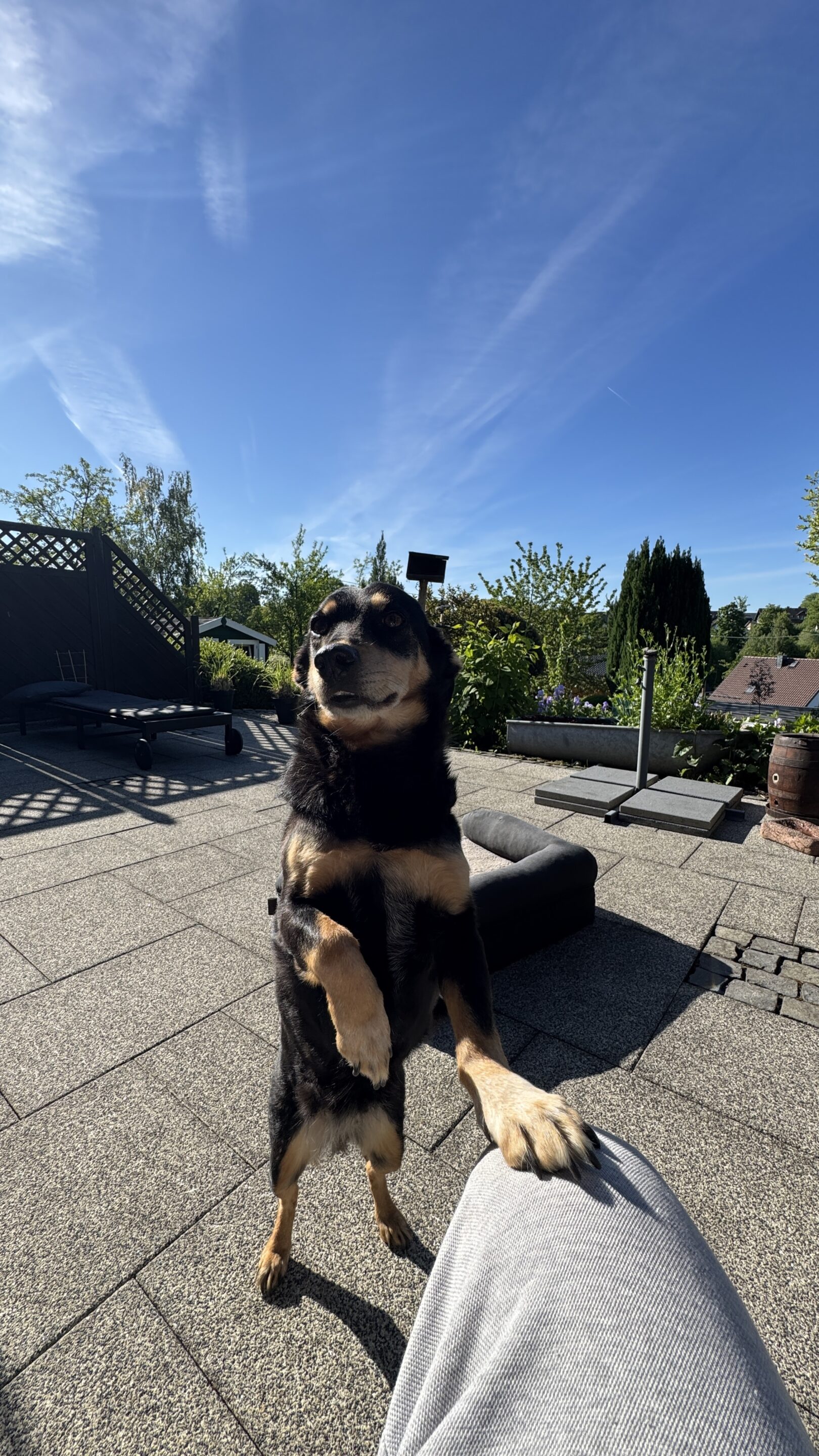 Hund auf der Terrasse